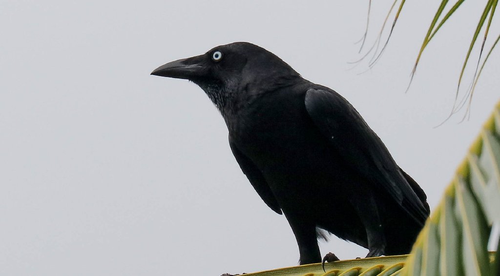 Torresian Crow