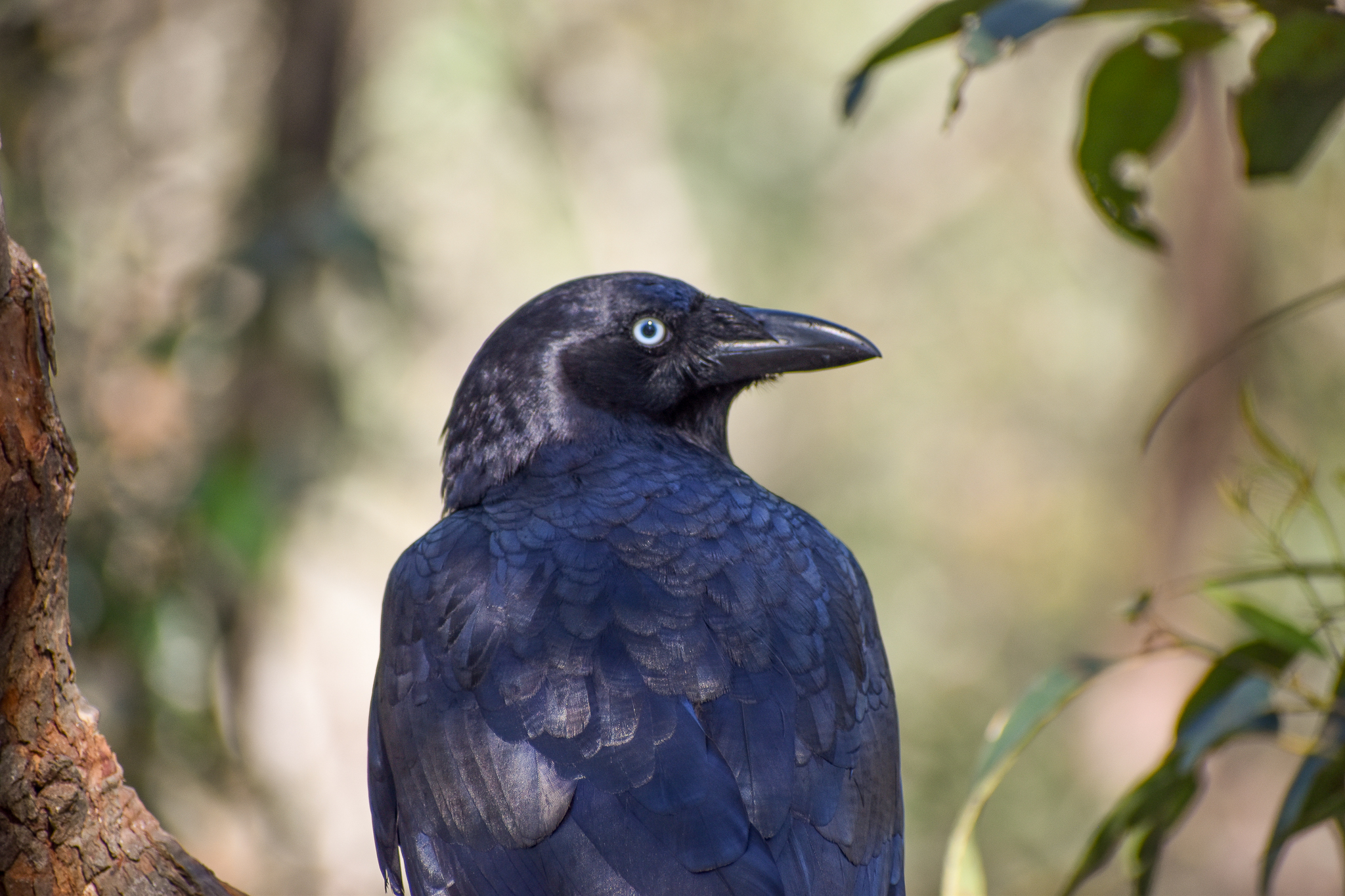 Torresian Crow