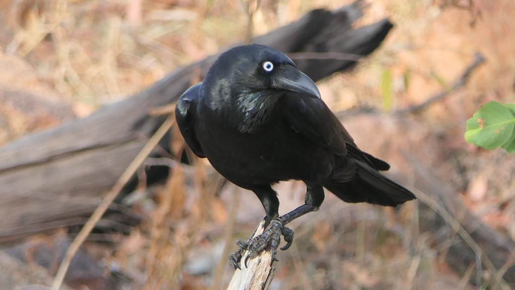 Torresian Crow
