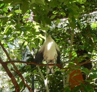 Torresian Imperial Pidgeon