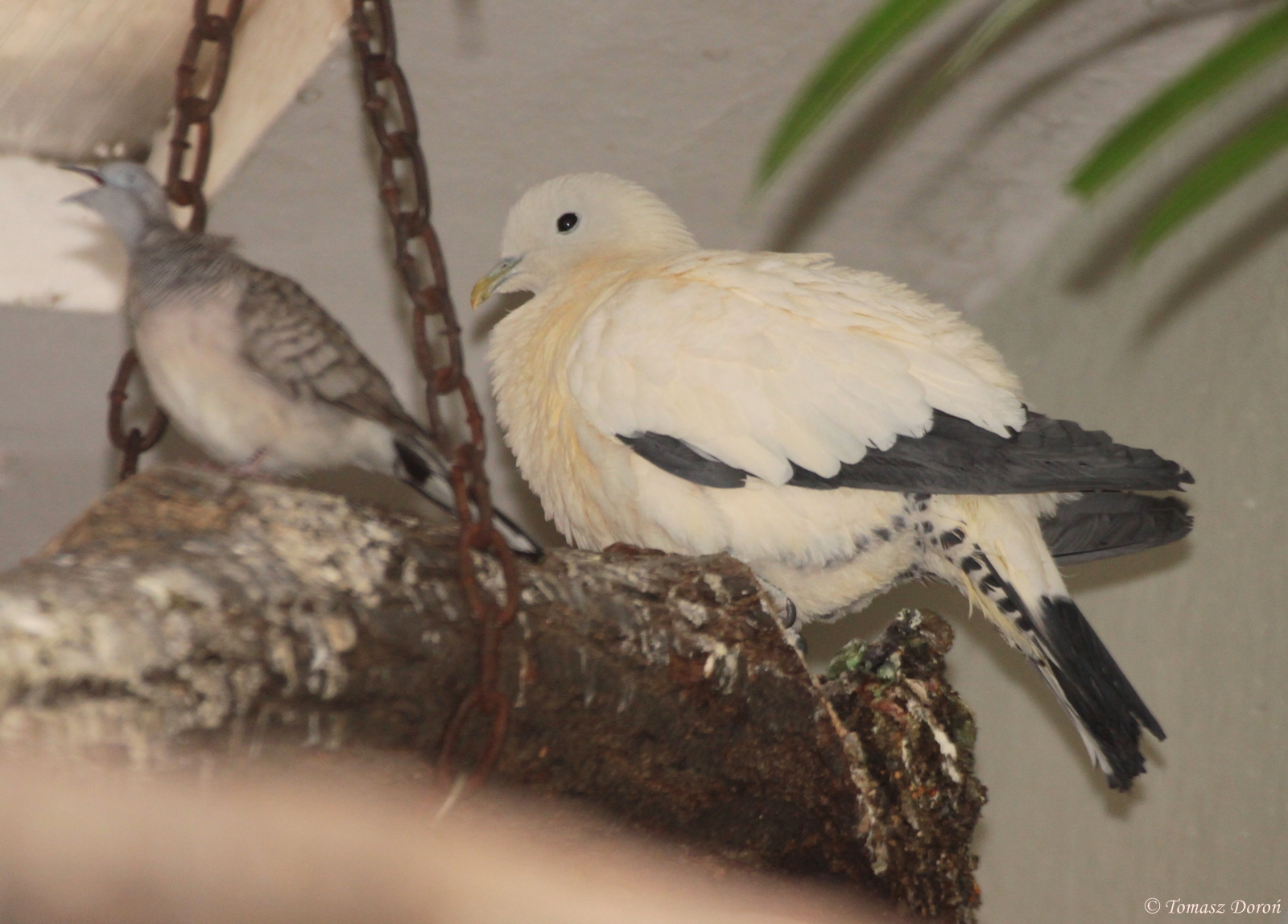 Torresian Imperial-pigeon (Ducula spilorrhoa)