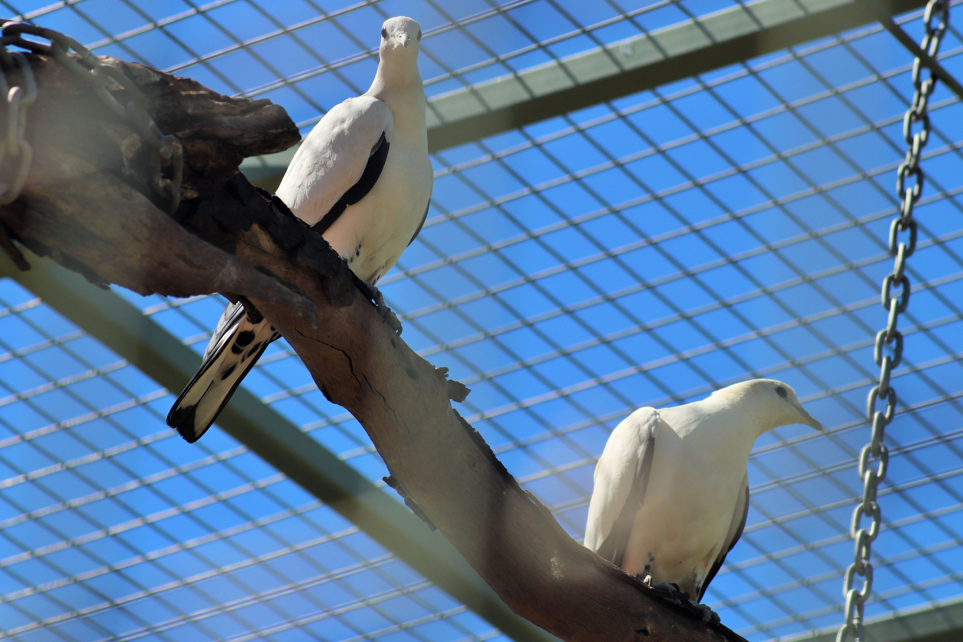 Torresian imperial pigeon (Ducula spilorrhoa),