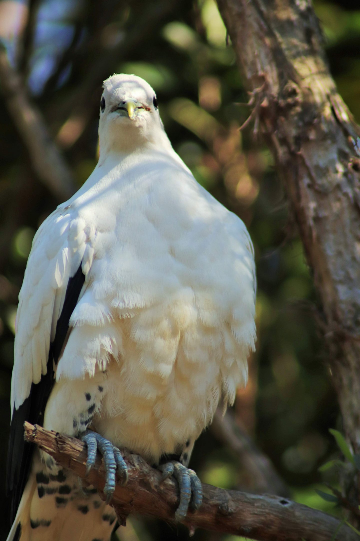 Torresian Imperial Pigeon (Ducula spilorrhoa)