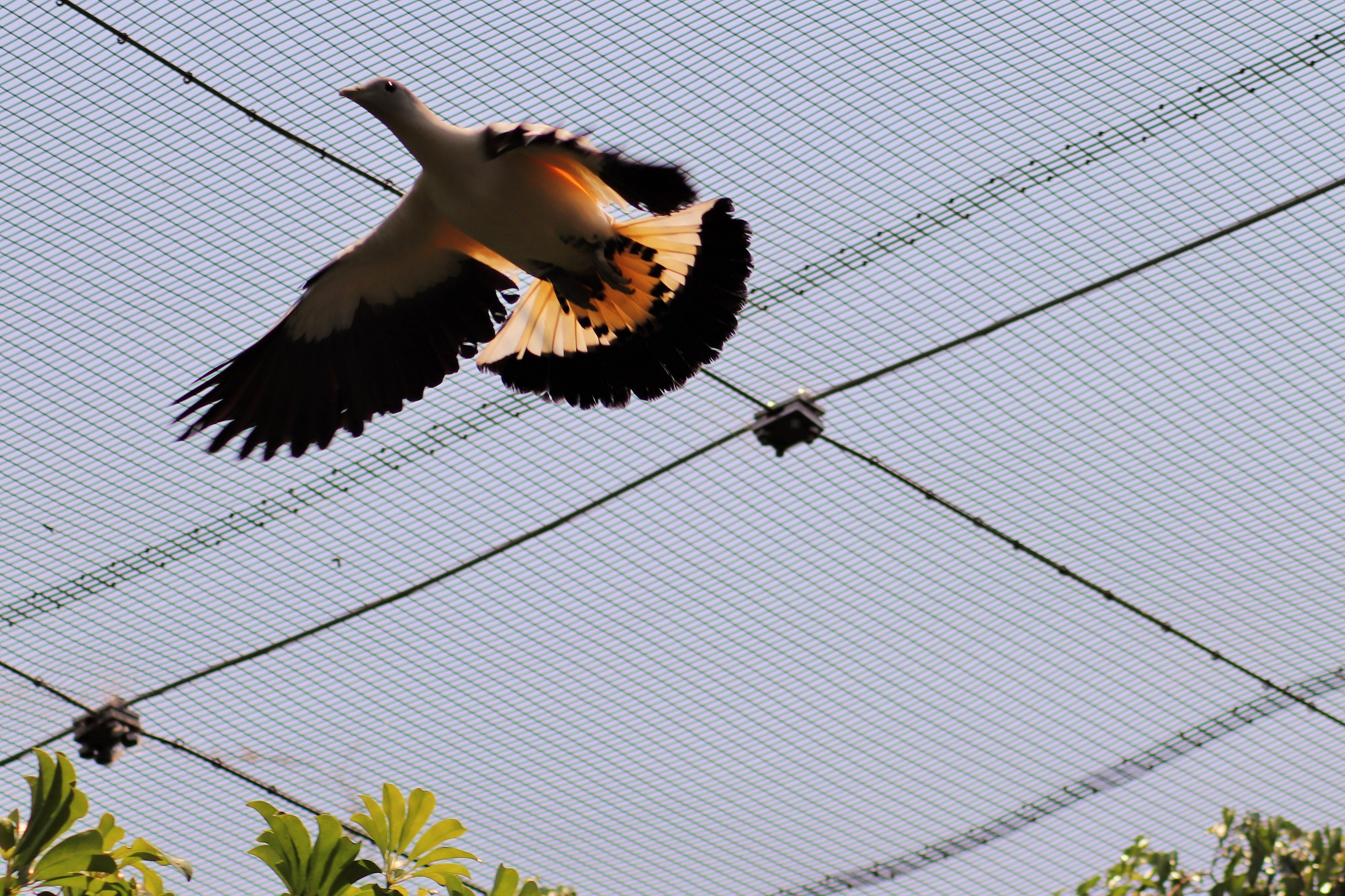 Torresian Imperial Pigeon (Ducula spilorrhoa)