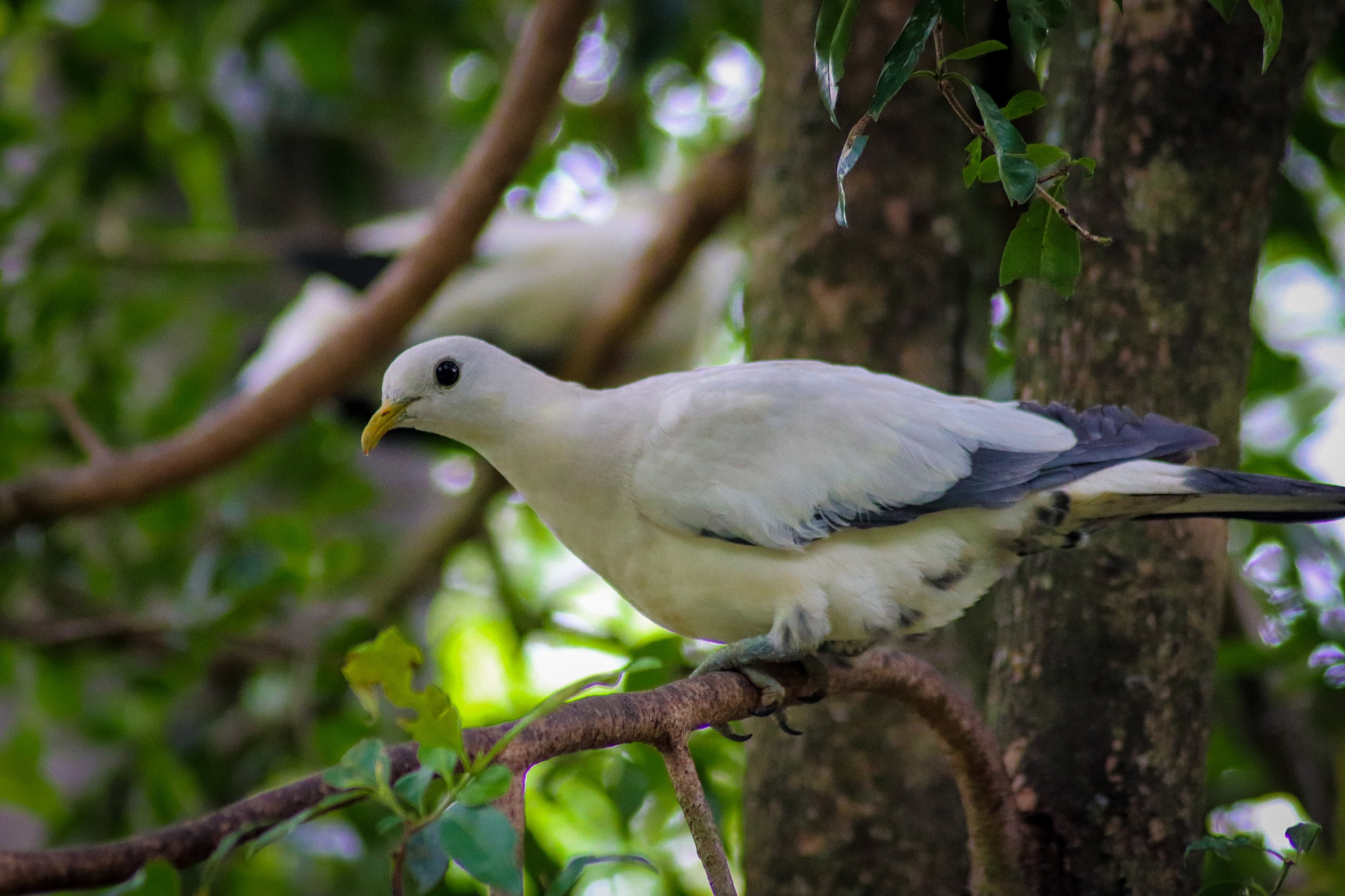 Torresian Imperial Pigeon (Ducula spilorrhoa)