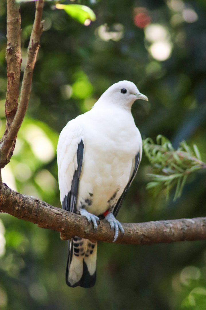 Torresian Imperial Pigeon (Ducula spilorrhoa)
