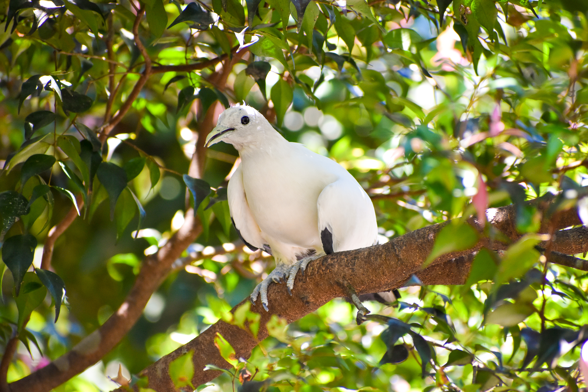 Torresian Imperial Pigeon (Ducula spilorrhoa)