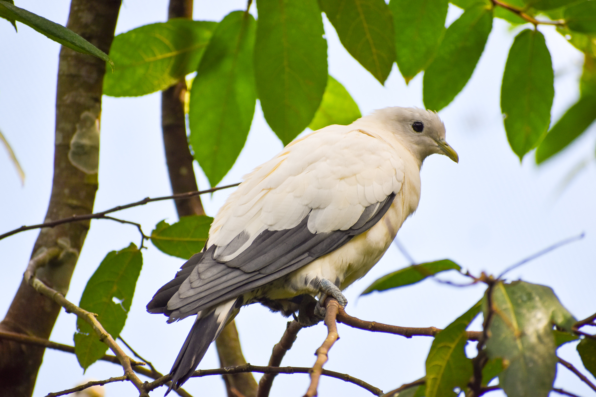 Torresian Imperial Pigeon (Ducula spilorrhoa)