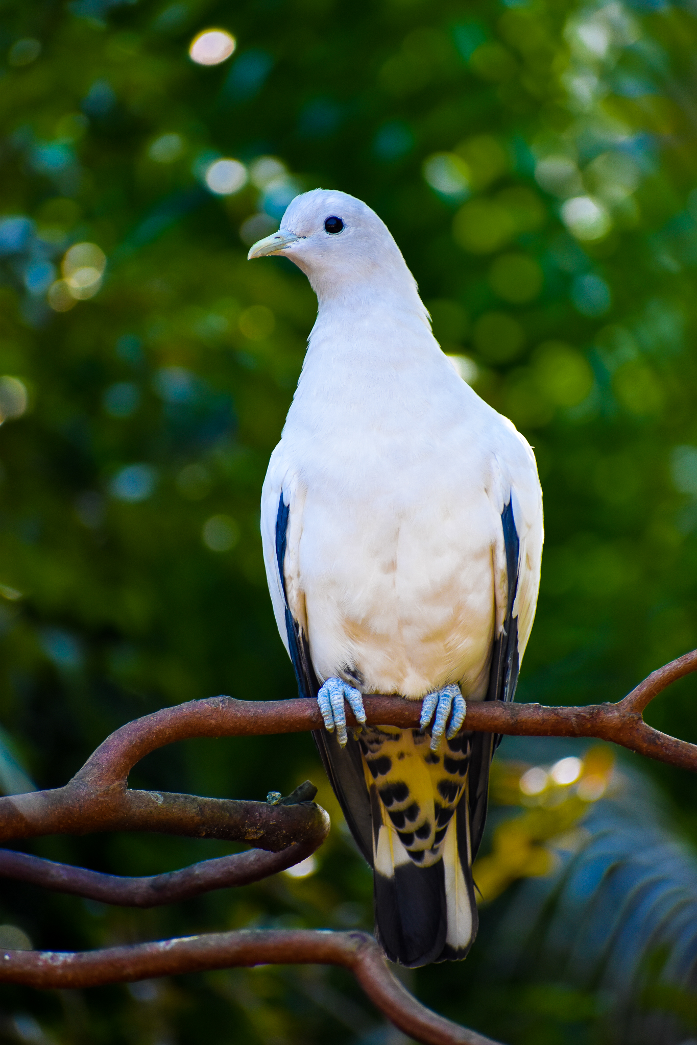 Torresian Imperial Pigeon (Ducula spilorrhoa)
