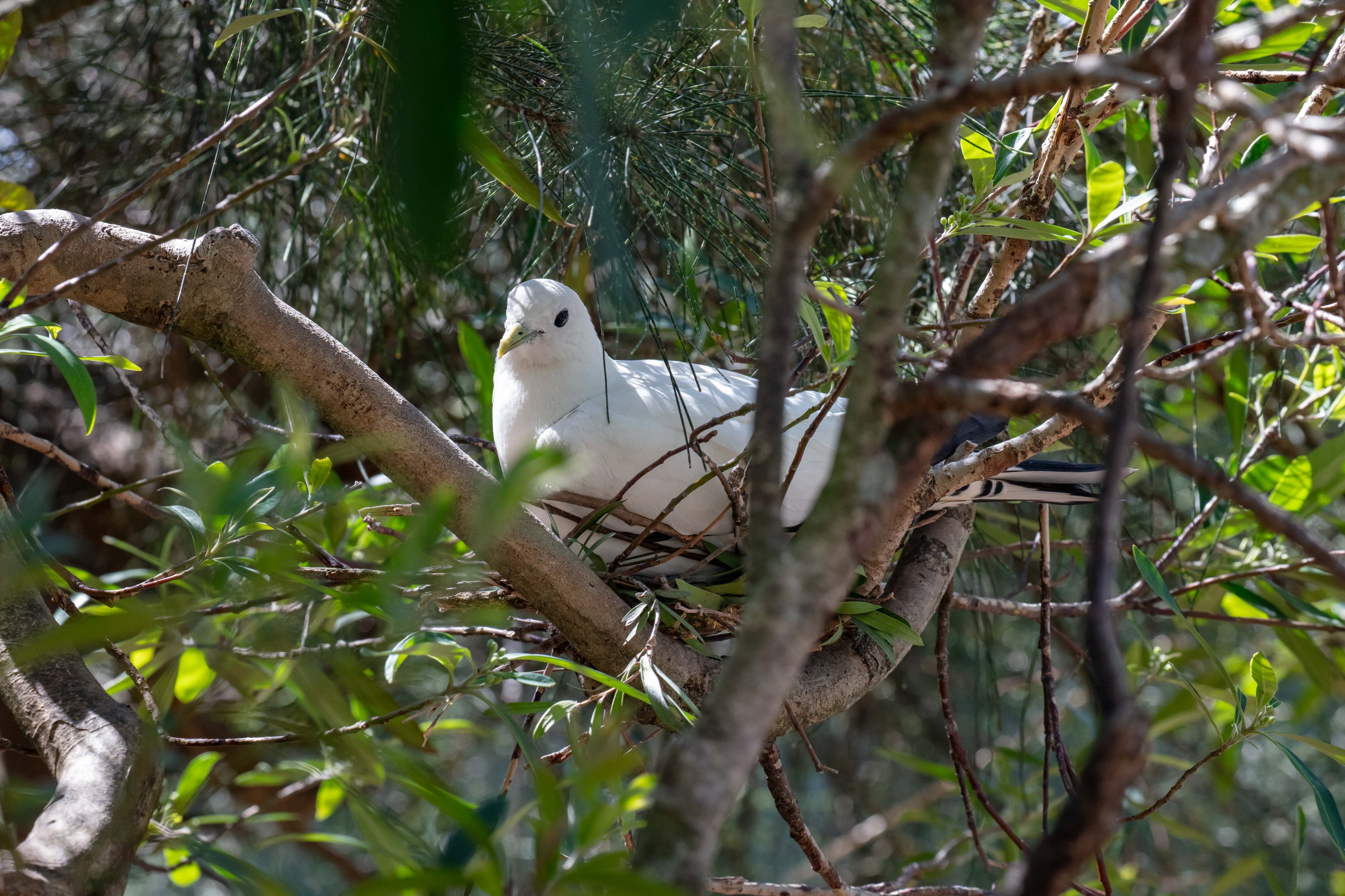 Torresian Imperial Pigeon nesting