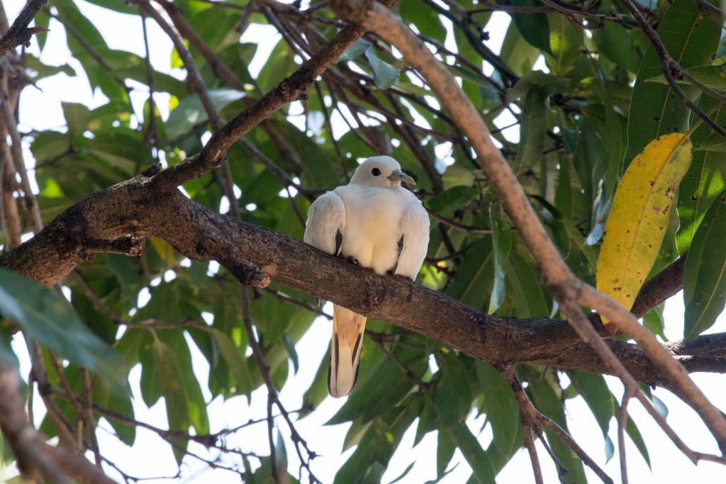 Torresian Imperial Pigeon squab
