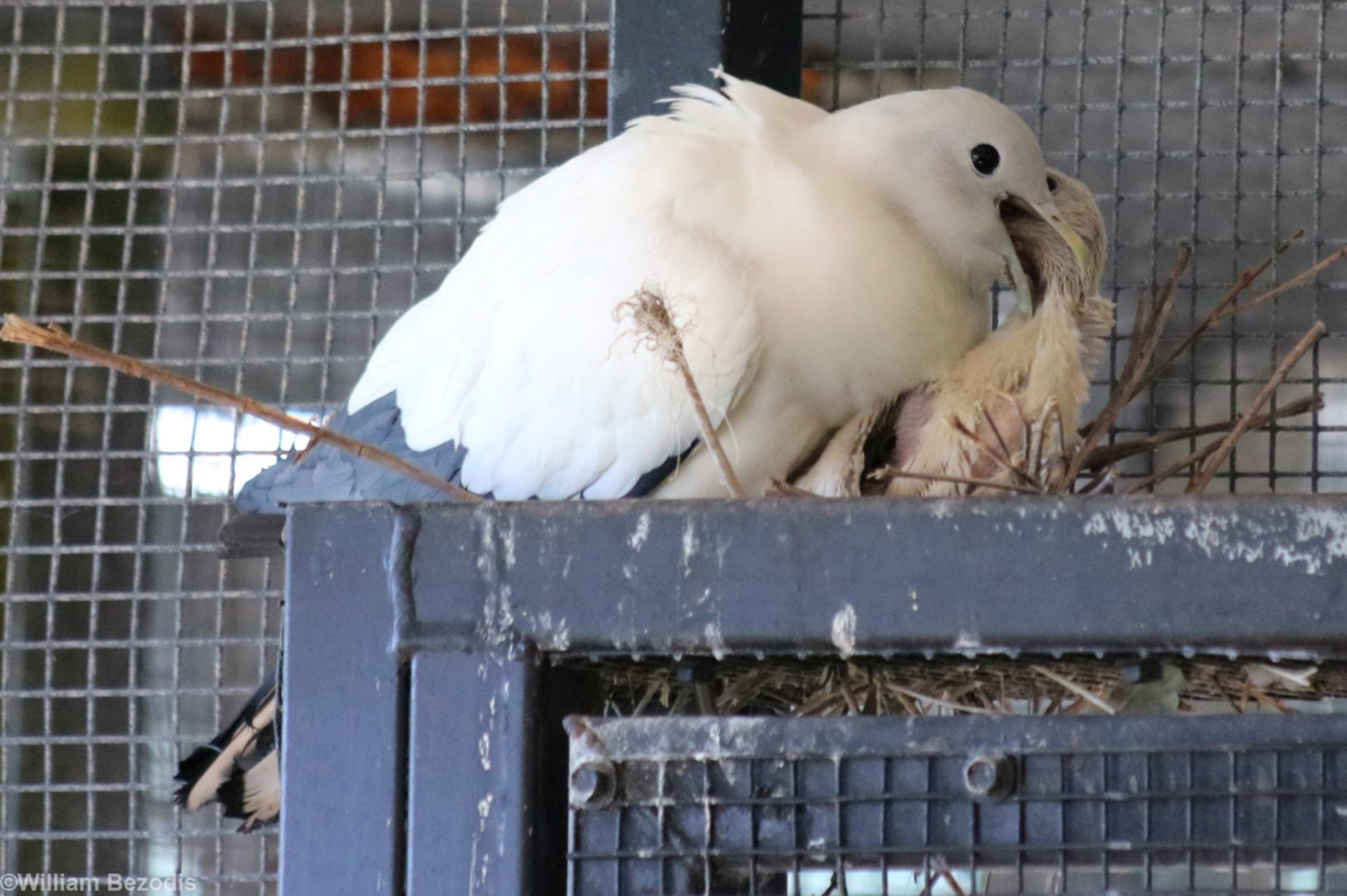 Torresian Imperial Pigeon with Chick