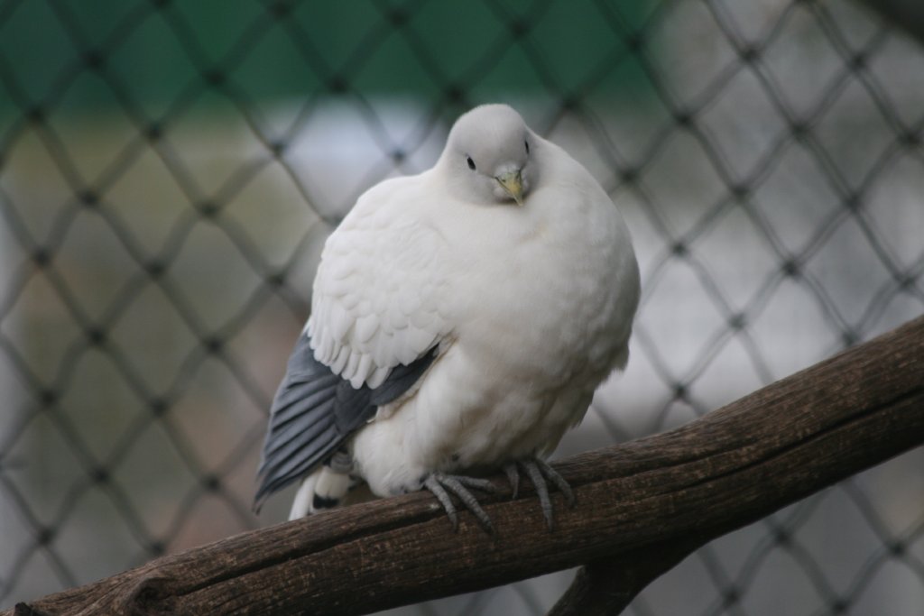 Torresian Imperial Pigeon
