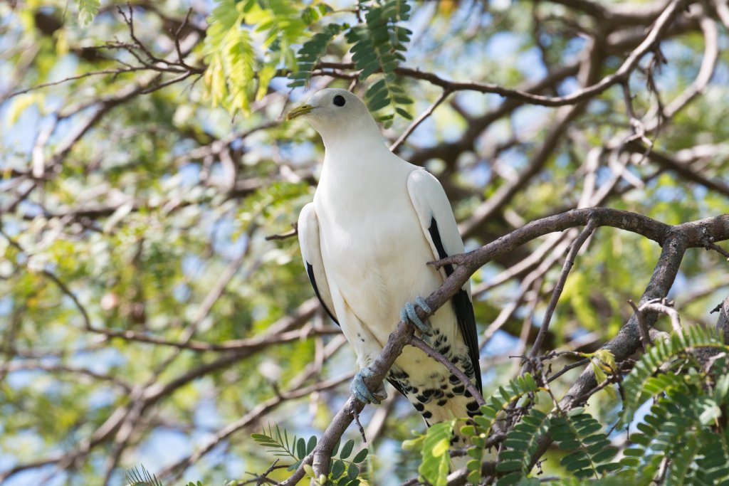 Torresian Imperial Pigeon