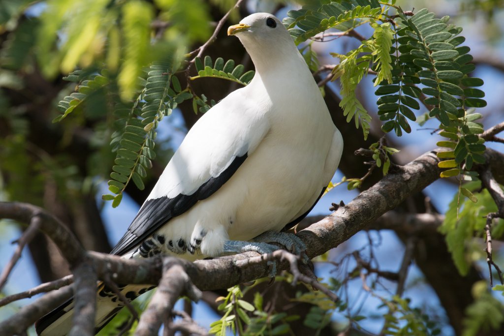 Torresian Imperial Pigeon