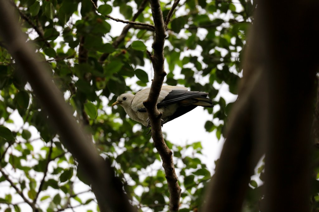 Torresian Imperial Pigeon