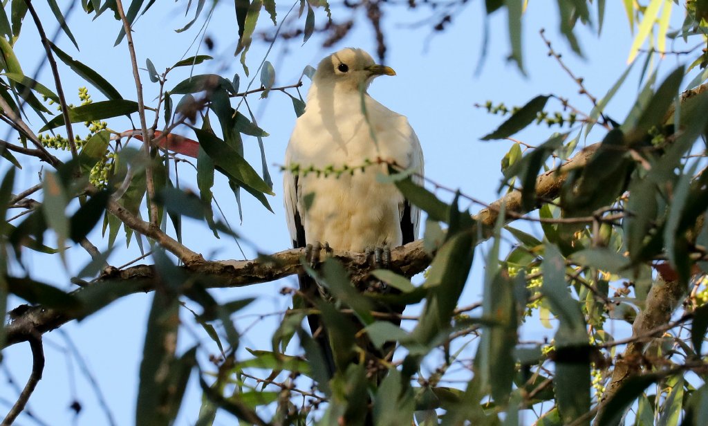 Torresian Imperial Pigeon