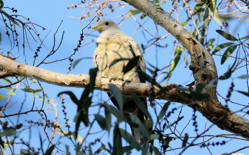 Torresian Imperial Pigeon