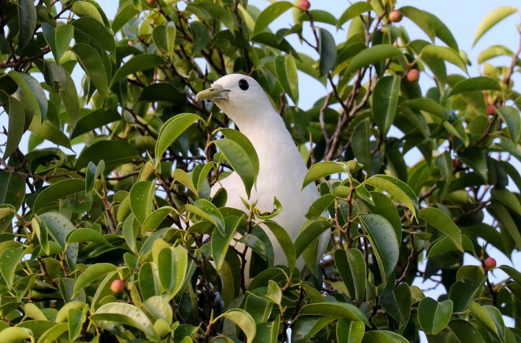 Torresian Imperial Pigeon