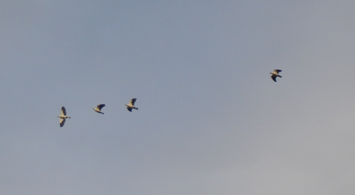 Torresian Imperial Pigeon