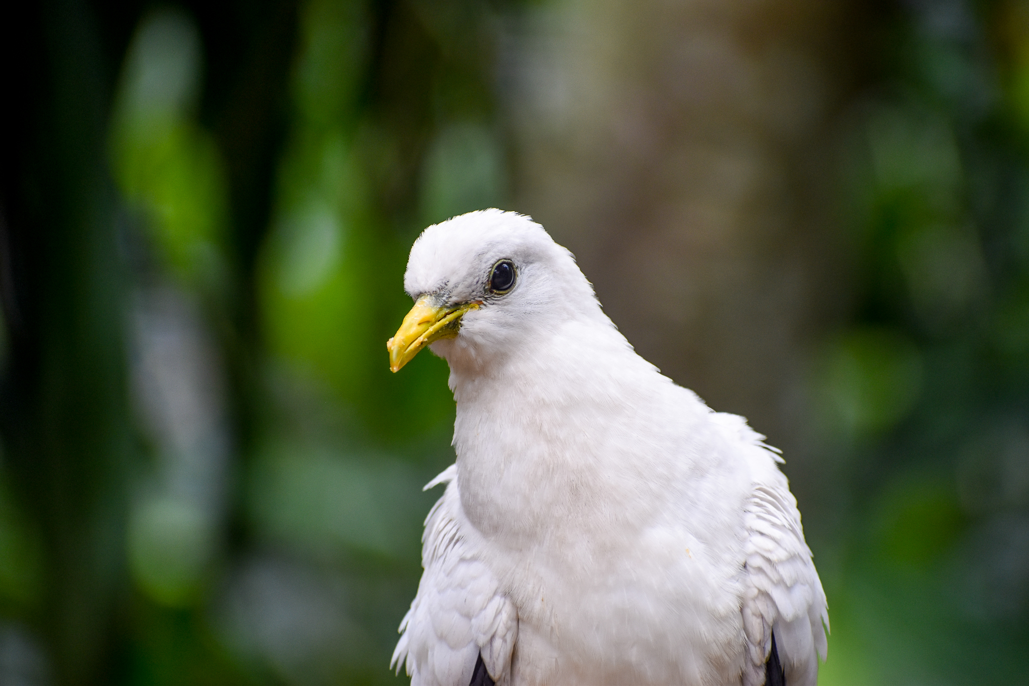 Torresian Imperial Pigeon