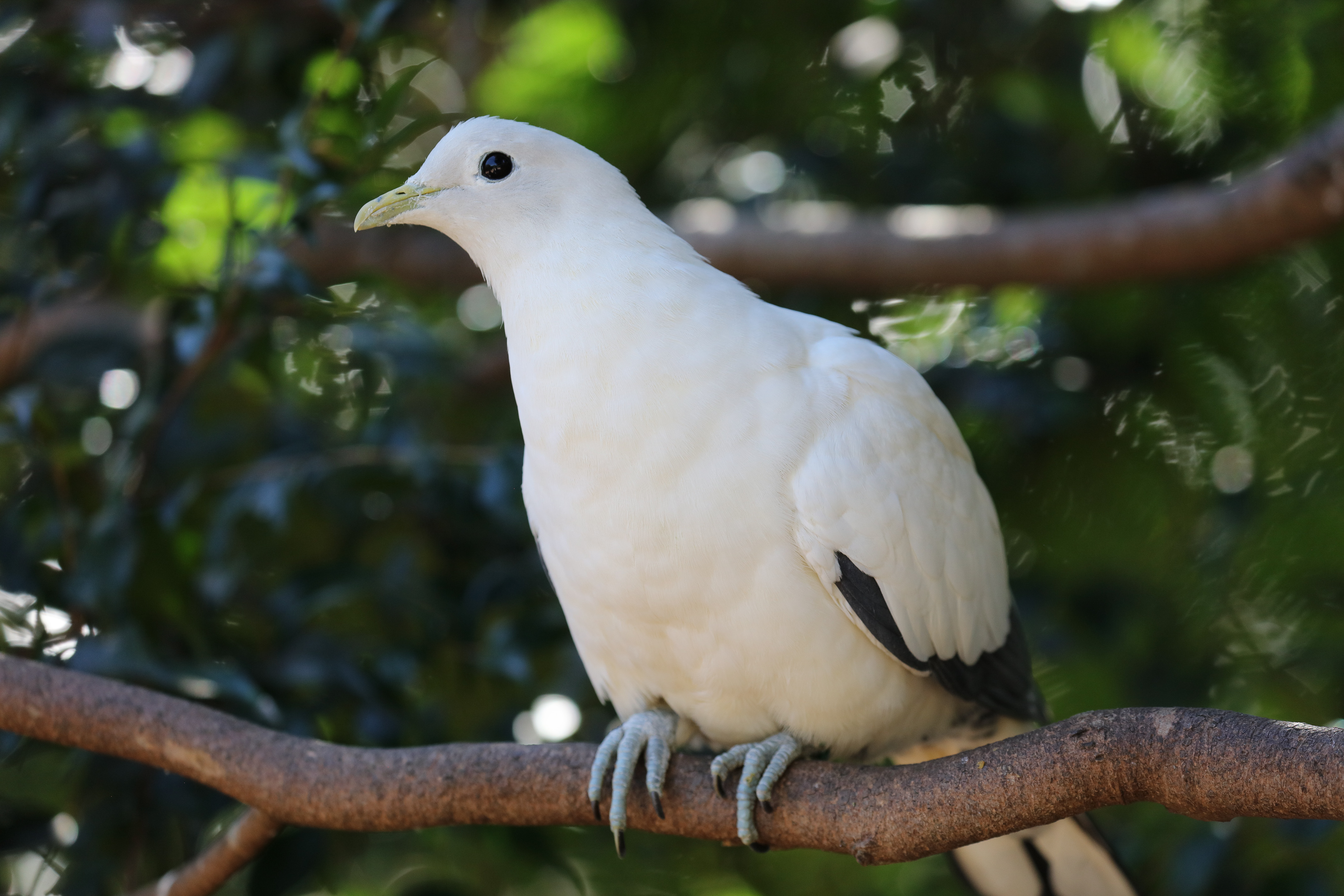 Torresian Imperial Pigeon