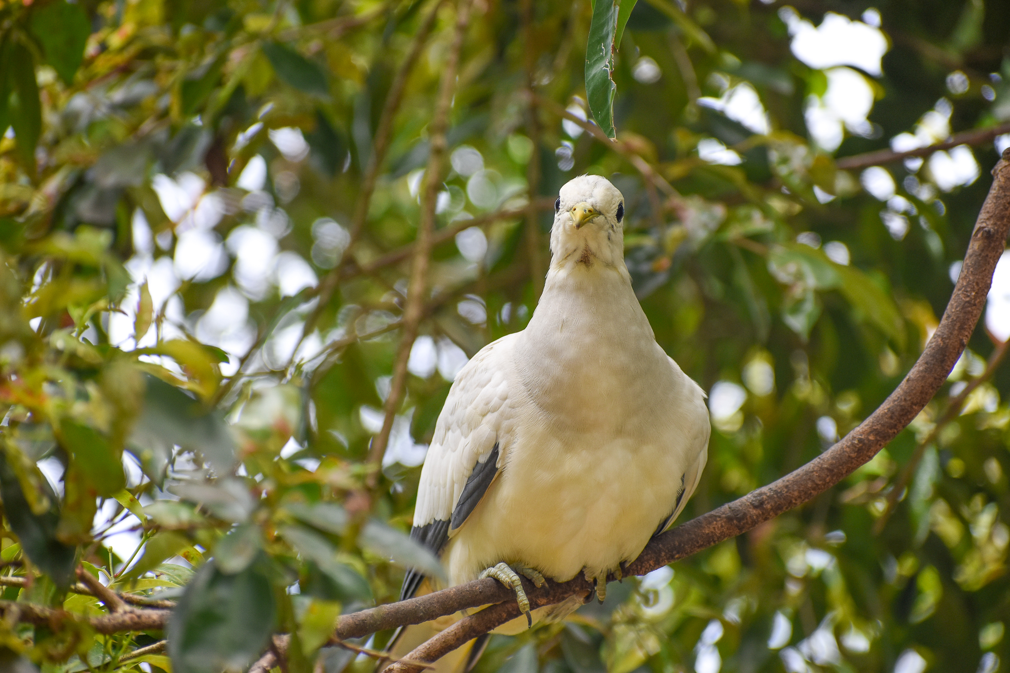 Torresian Imperial-Pigeon