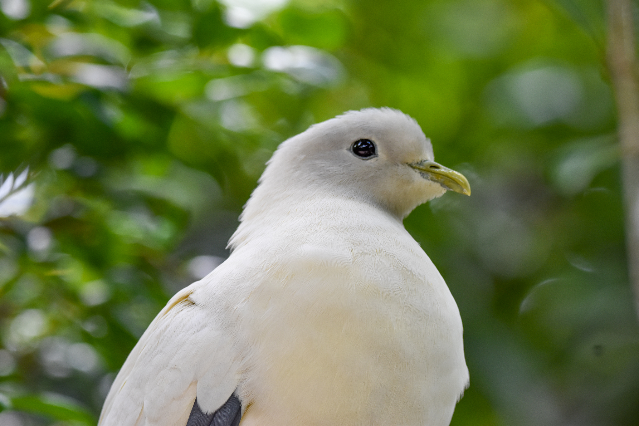 Torresian Imperial Pigeon