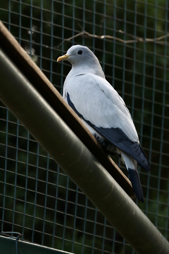 Torresian imperial-pigeon