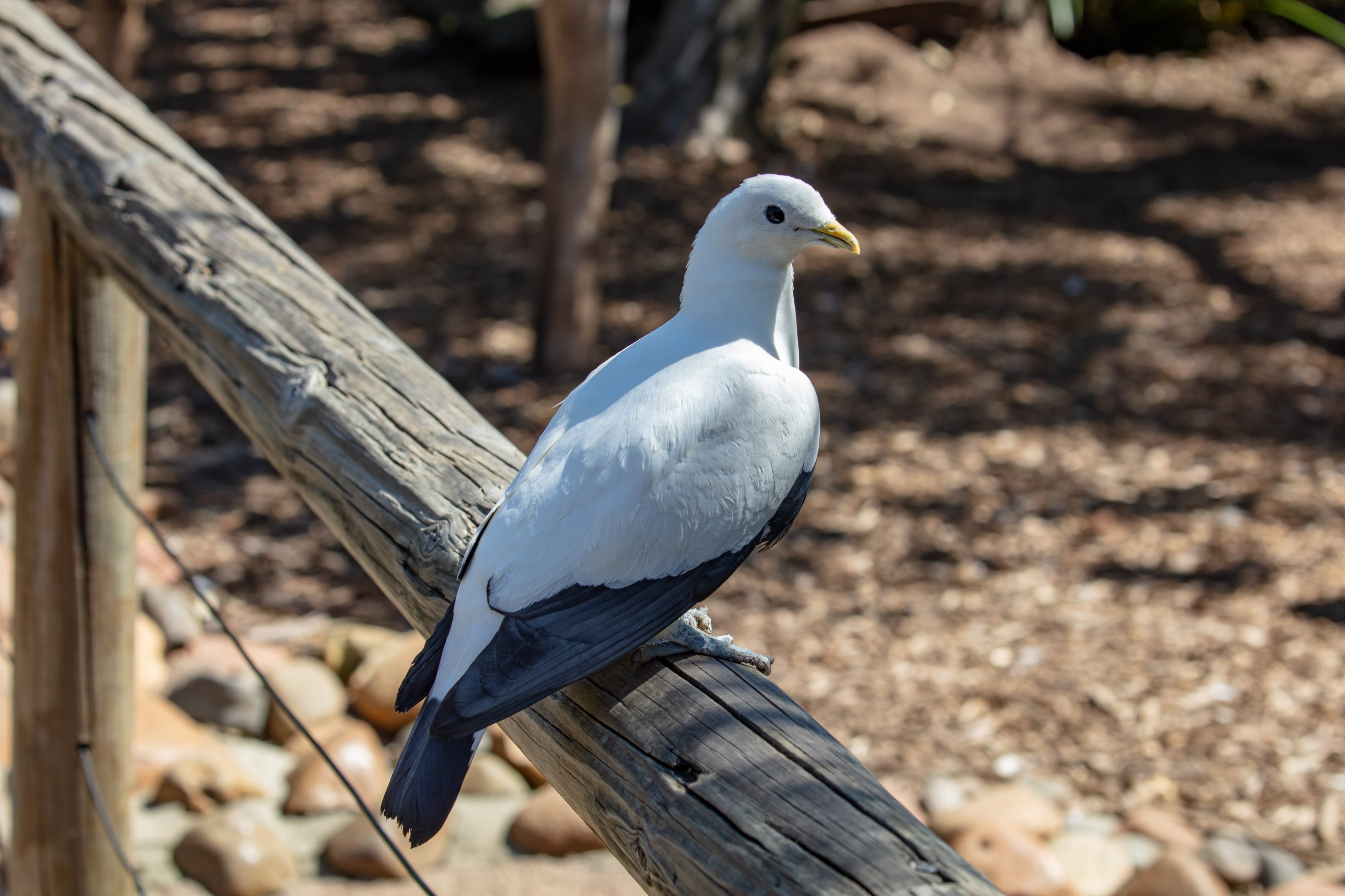 Torresian Imperial Pigeon