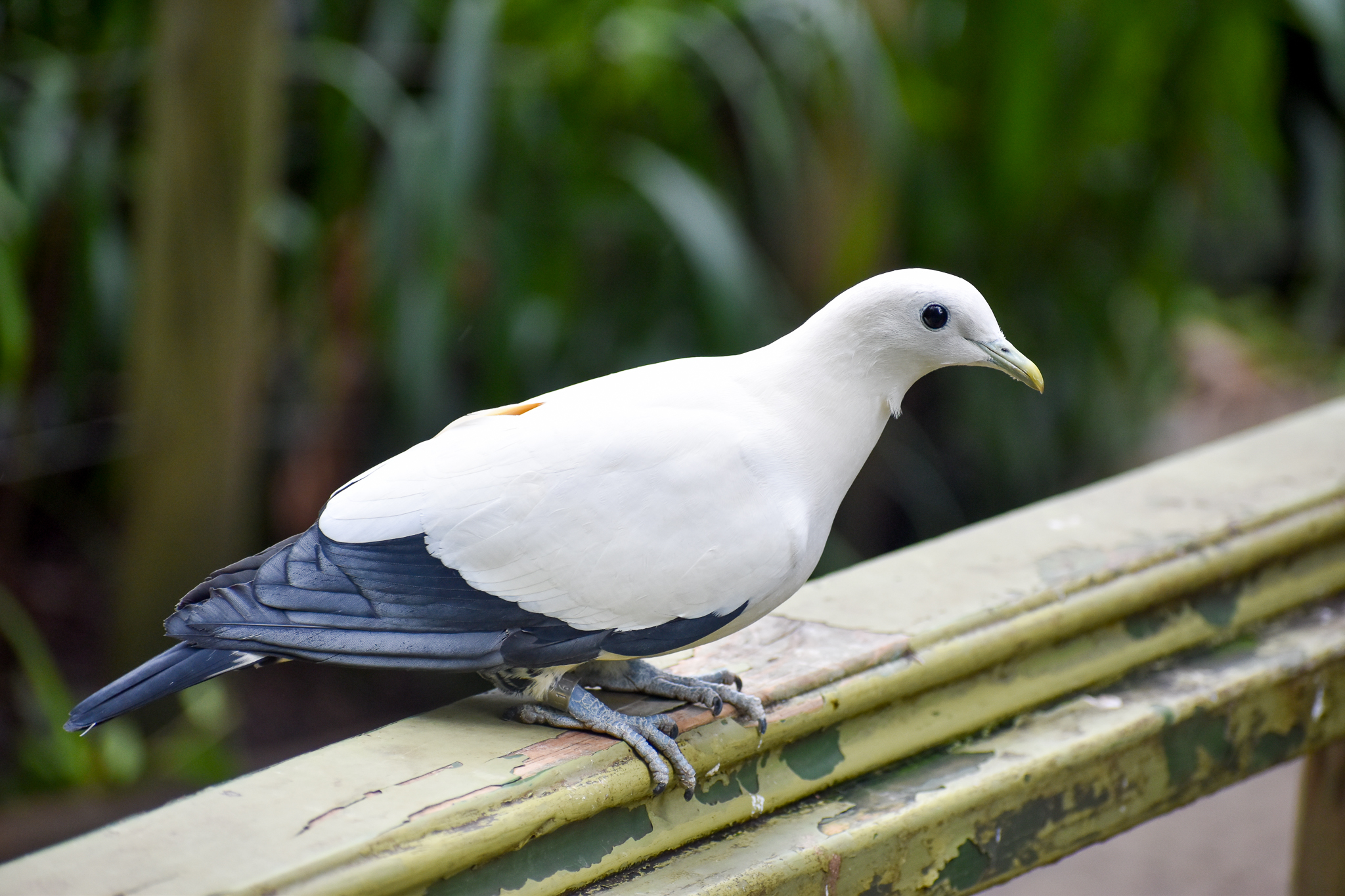 Torresian Imperial Pigeon