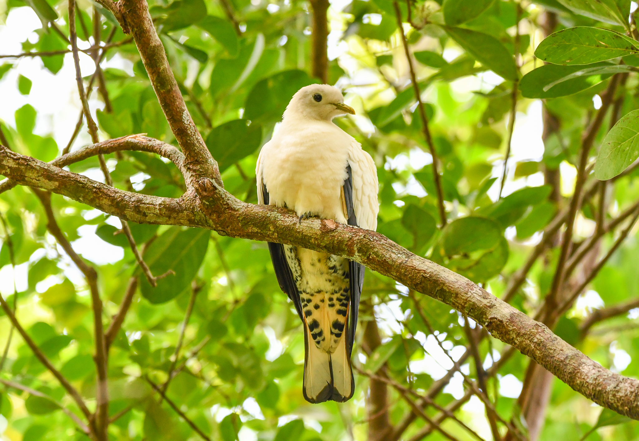 Torresian Imperial-Pigeon