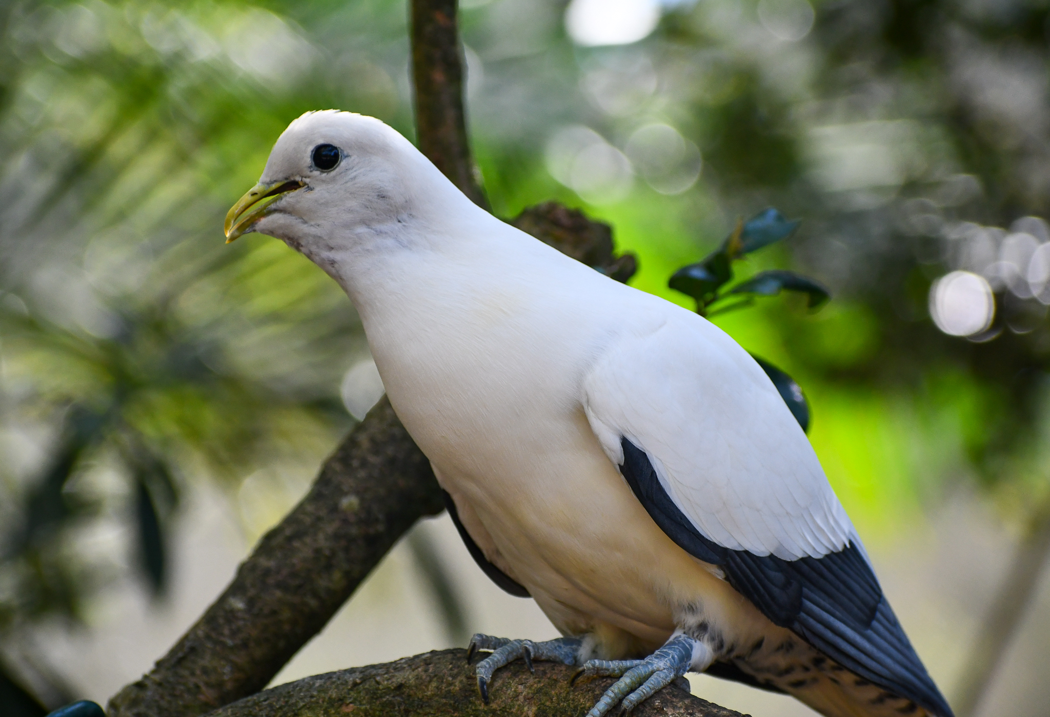Torresian Imperial Pigeon