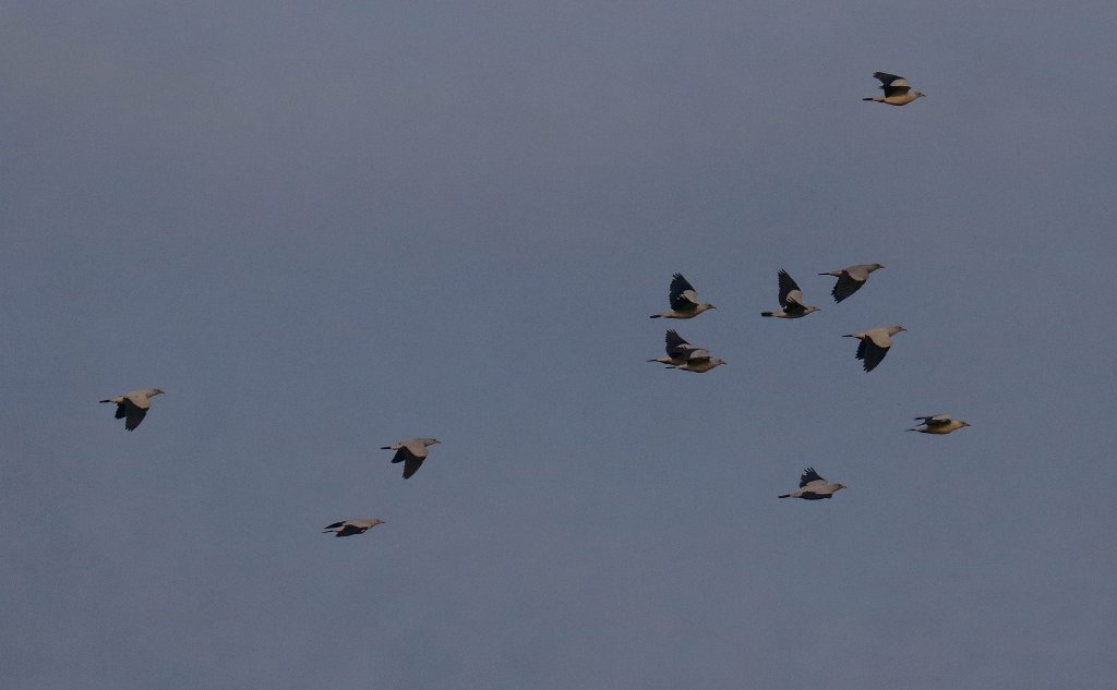 Torresian Imperial Pigeons at dawn