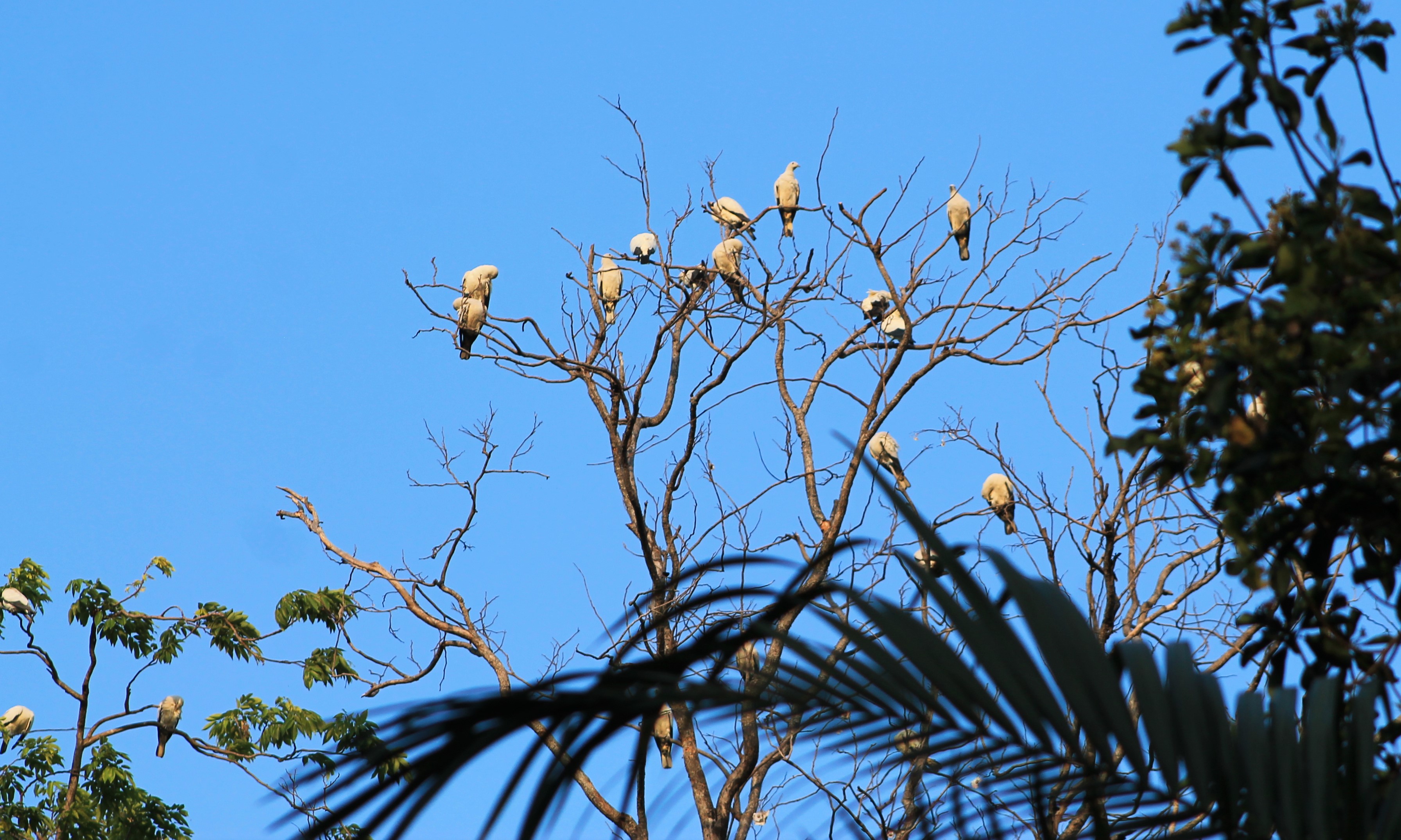 Torresian Imperial Pigeons (Ducula spilorrhoa)