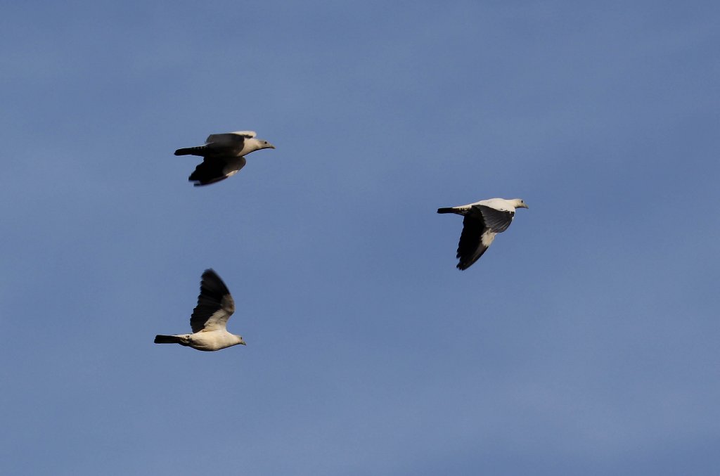 Torresian Imperial Pigeons