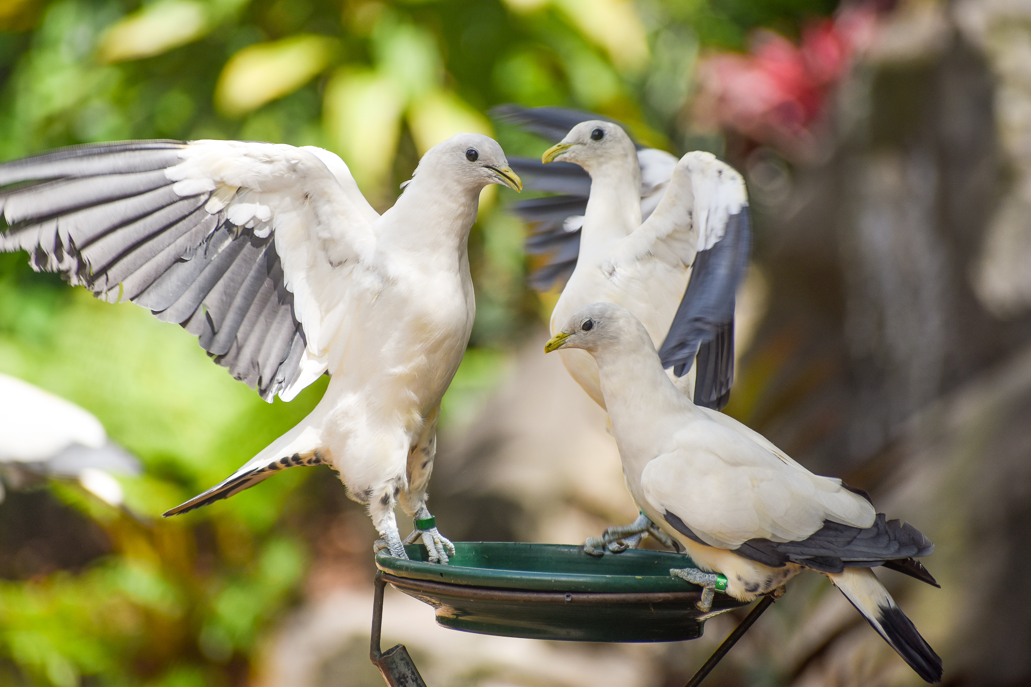 Torresian Imperial-Pigeons
