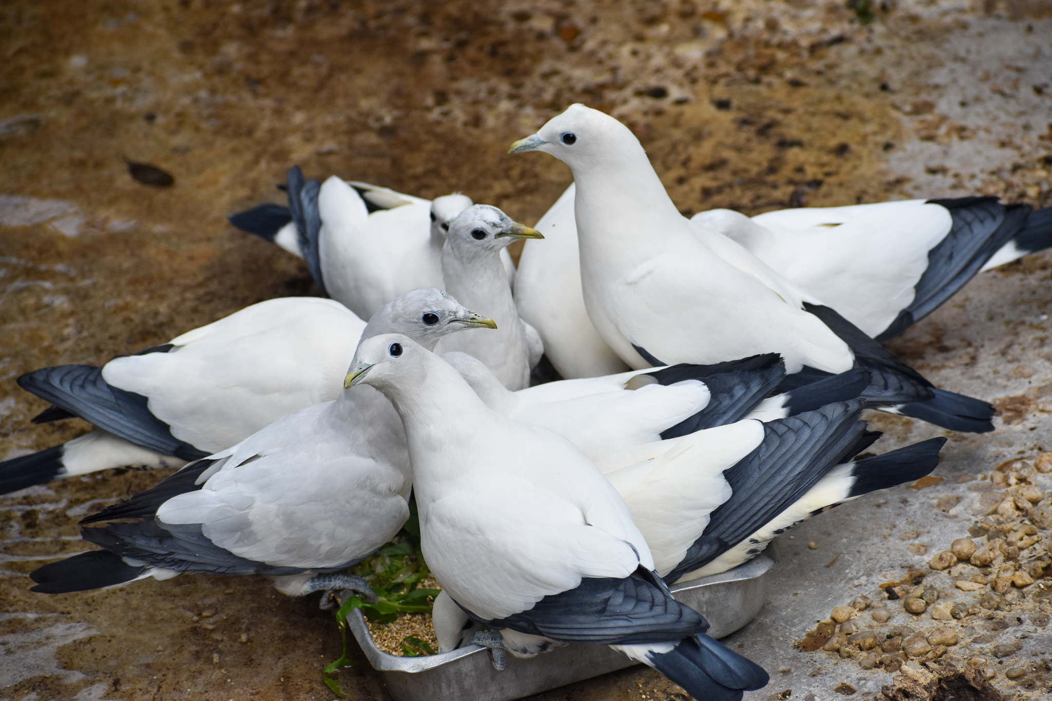 Torresian Imperial Pigeons