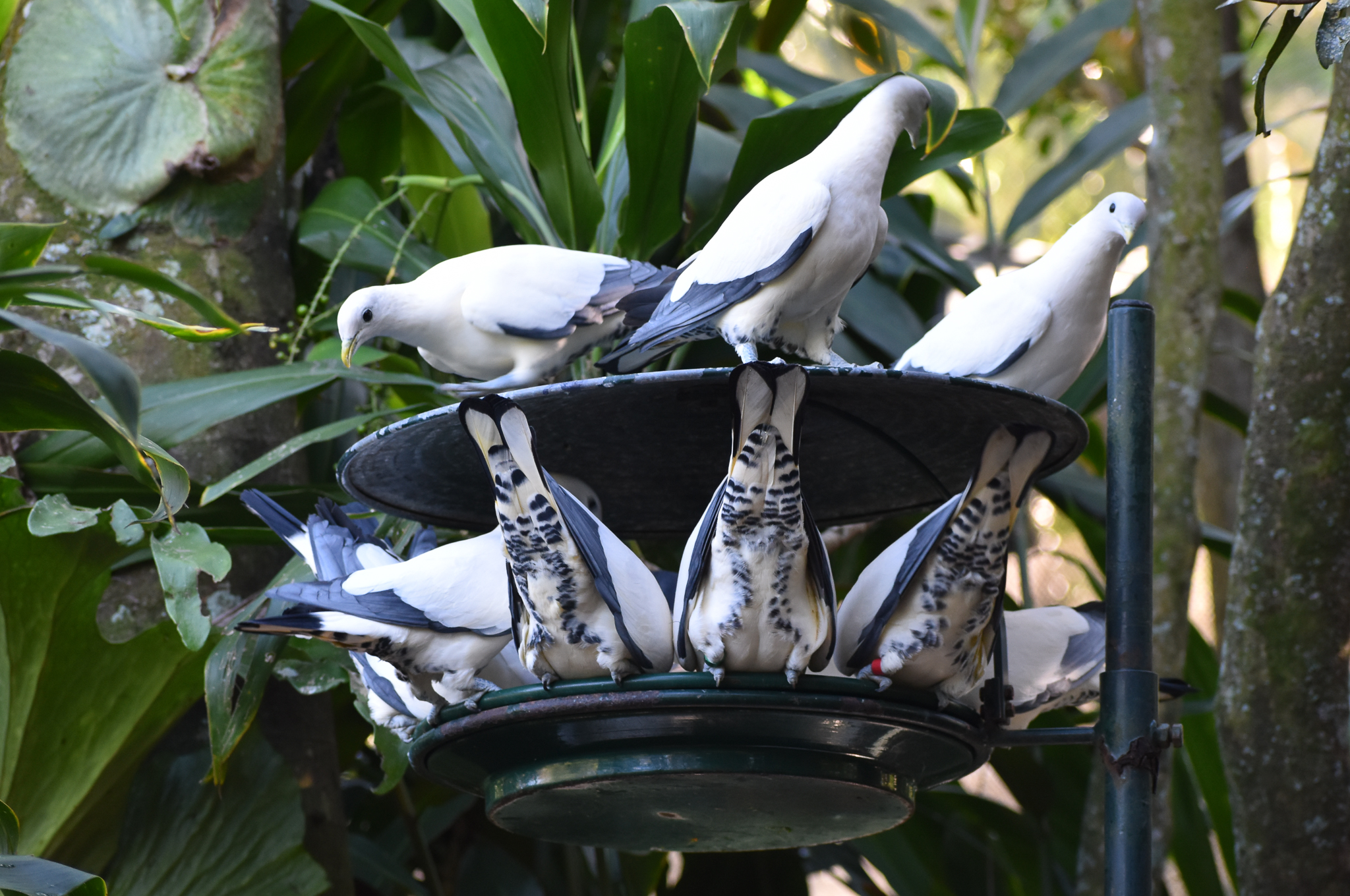 Torresian Imperial-Pigeons