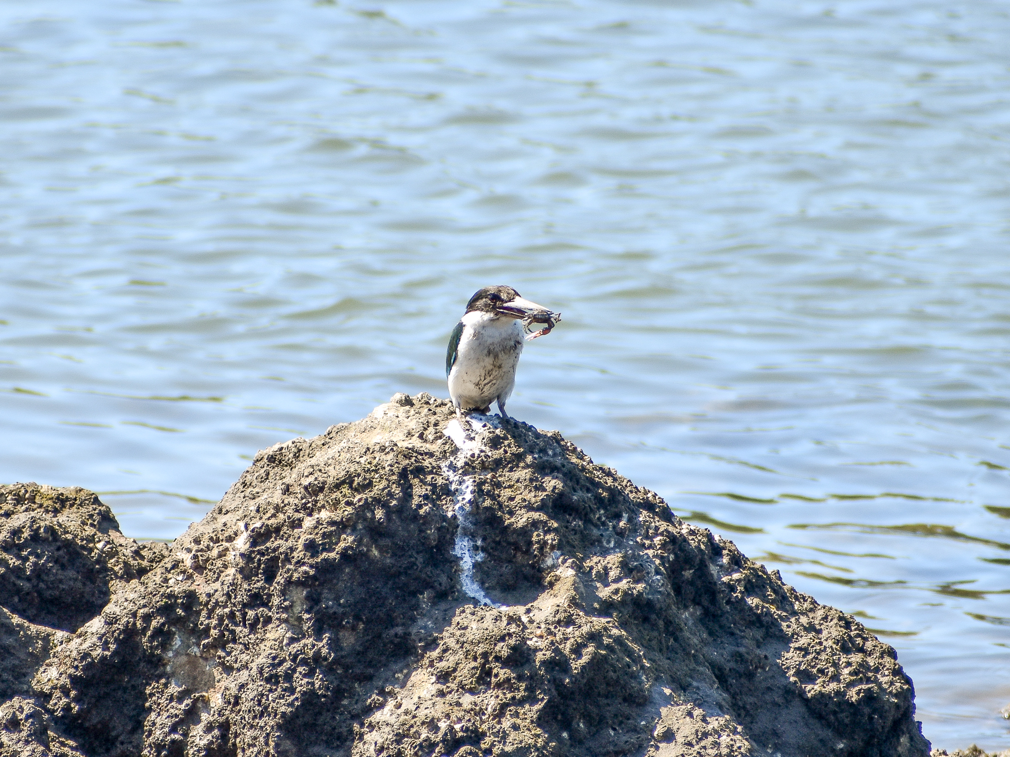 Torresian Kingfisher eating fiddler crab