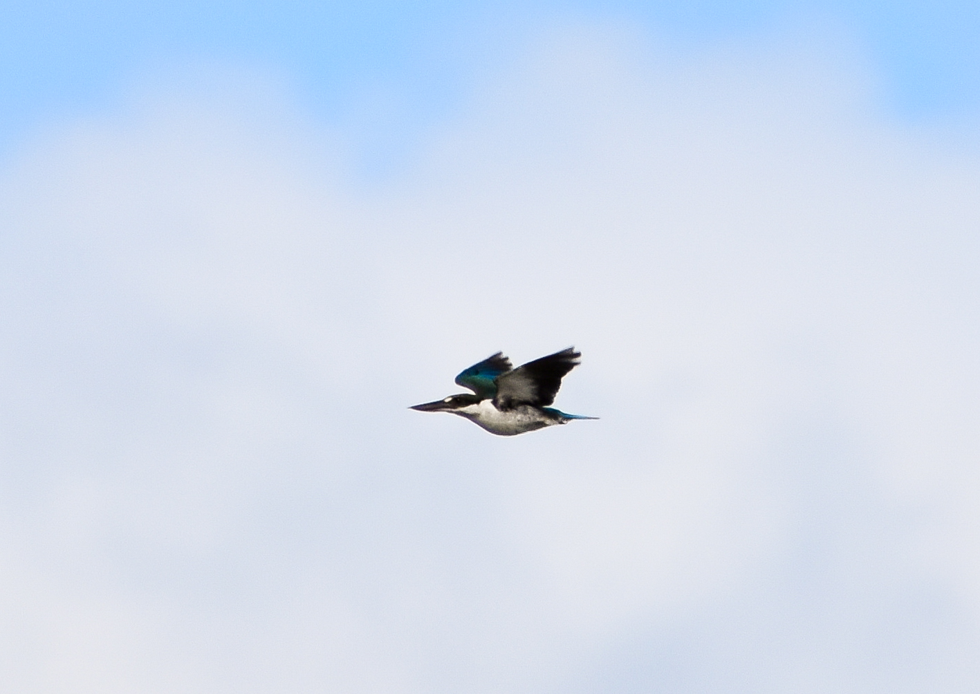 Torresian Kingfisher in Flight