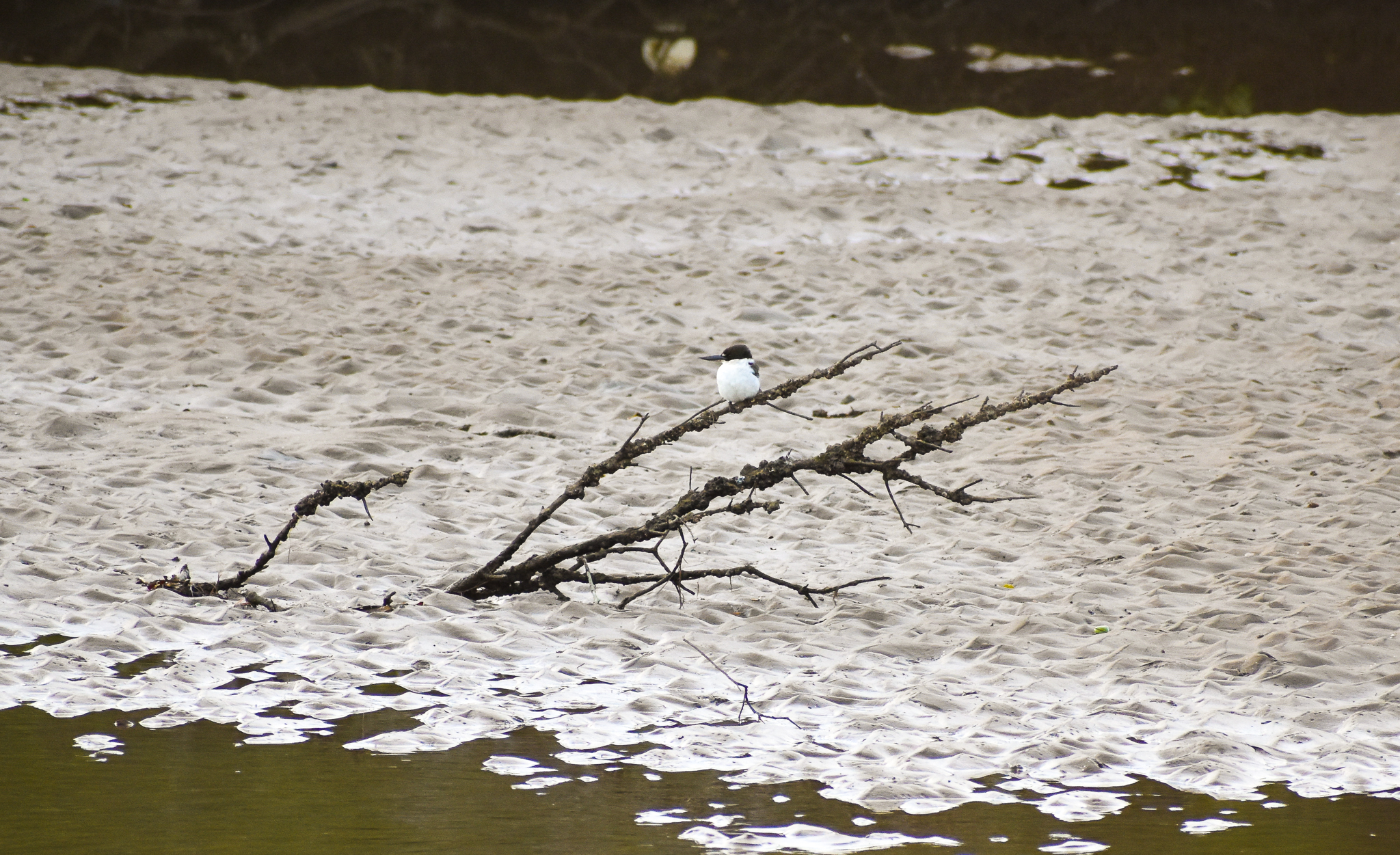 Torresian Kingfisher on the beach