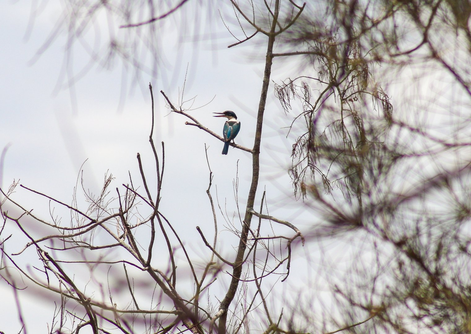 Torresian Kingfisher (Todiramphus sordidus)