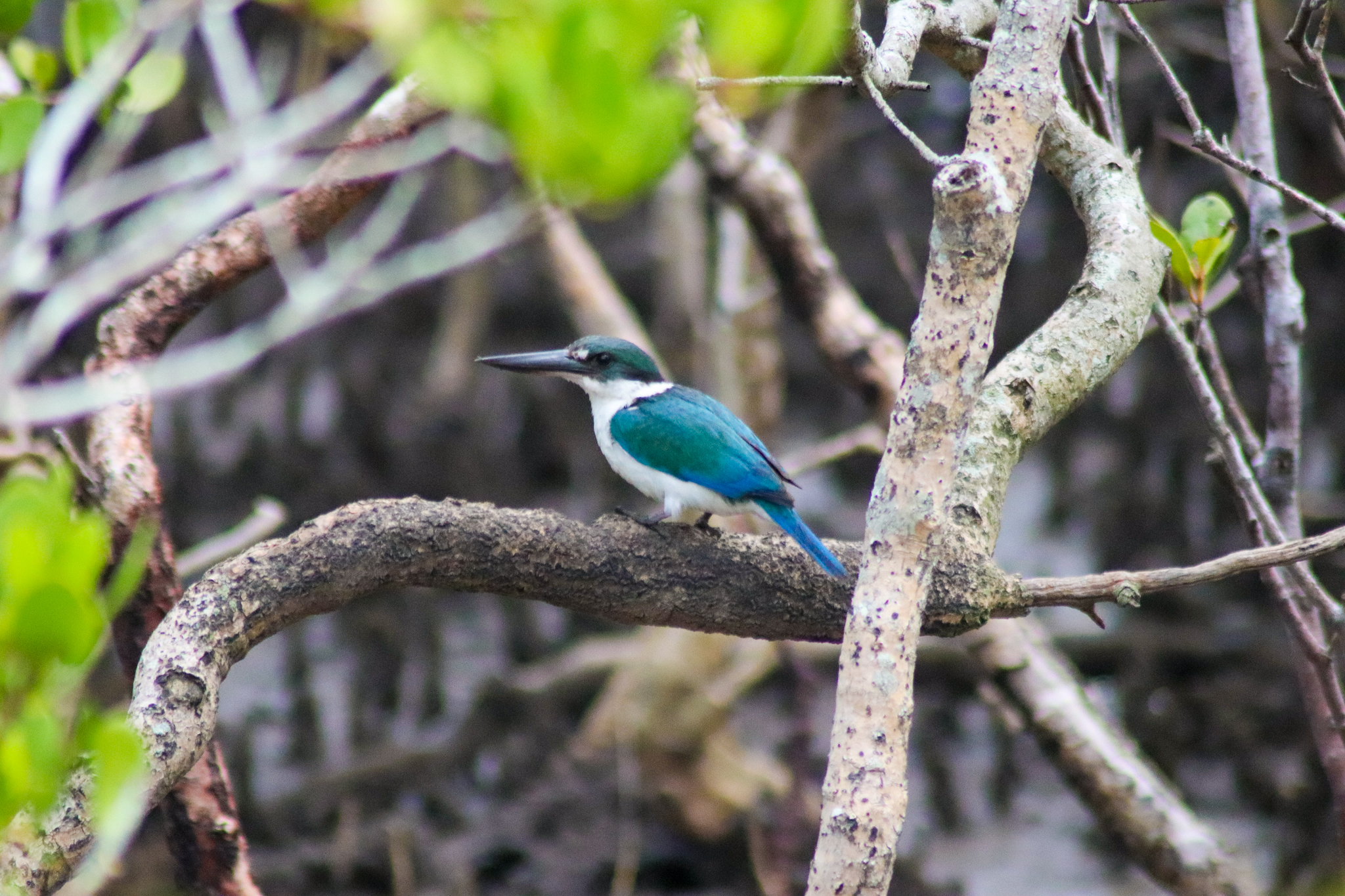 Torresian Kingfisher (Todiramphus sordidus)