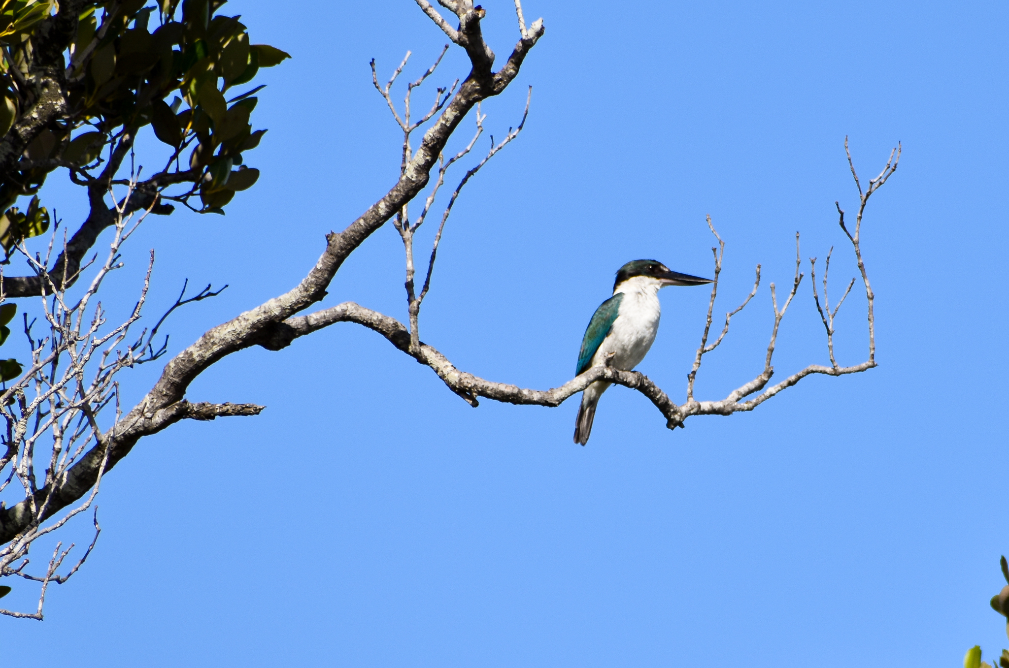 Torresian Kingfisher (Todiramphus sordidus)