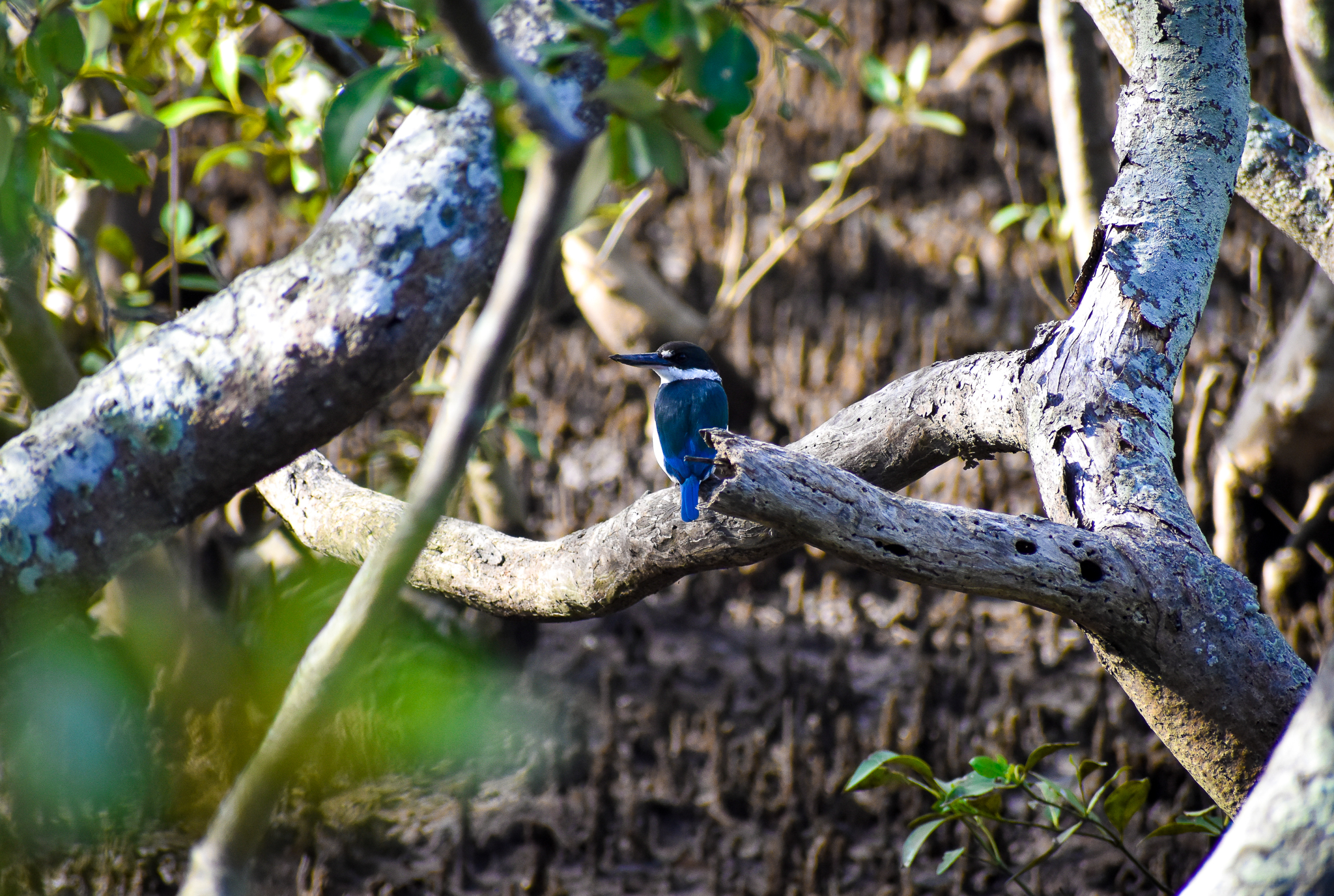 Torresian Kingfisher (Todiramphus sordidus)