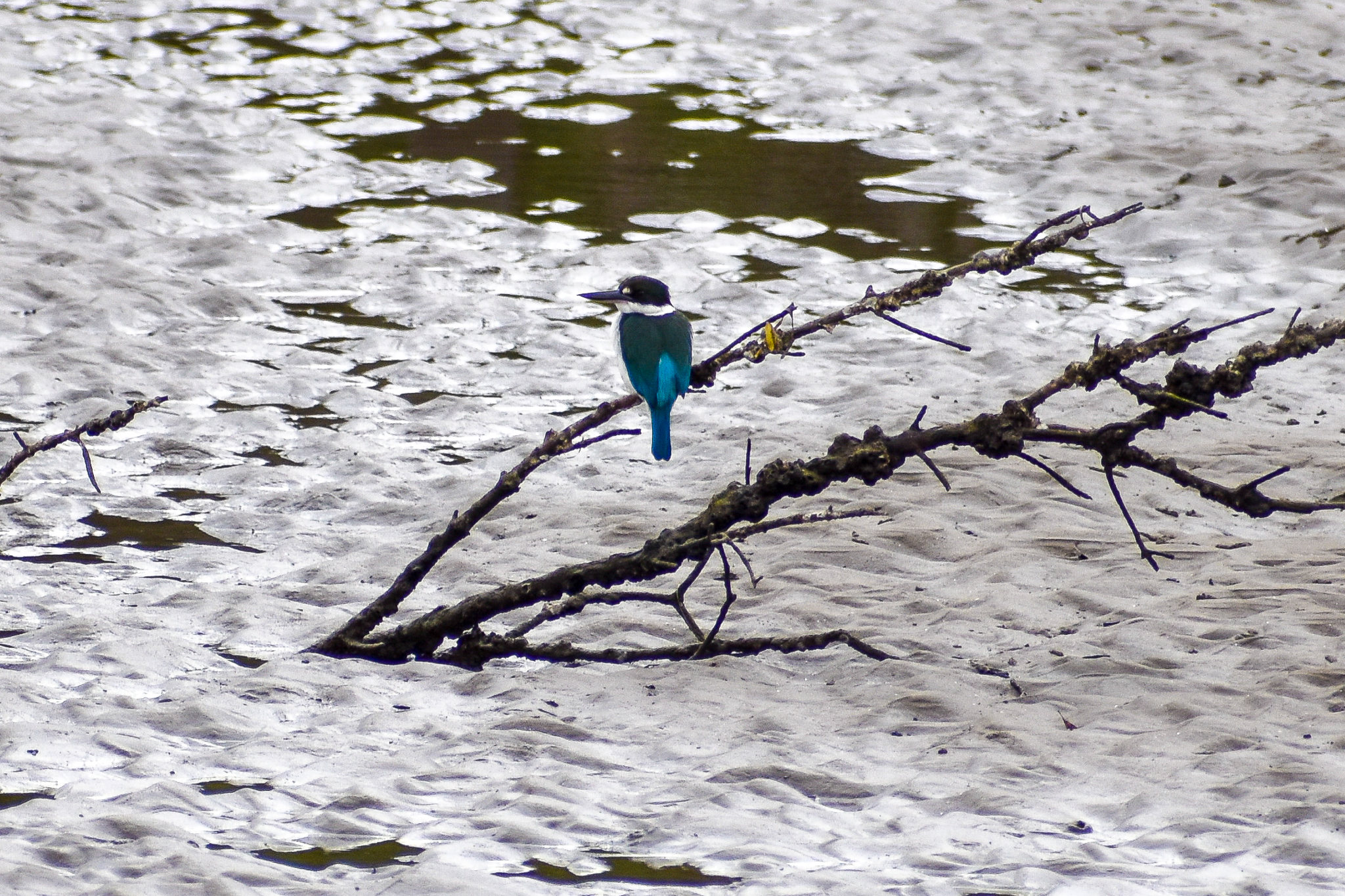 Torresian Kingfisher (Todiramphus sordidus)