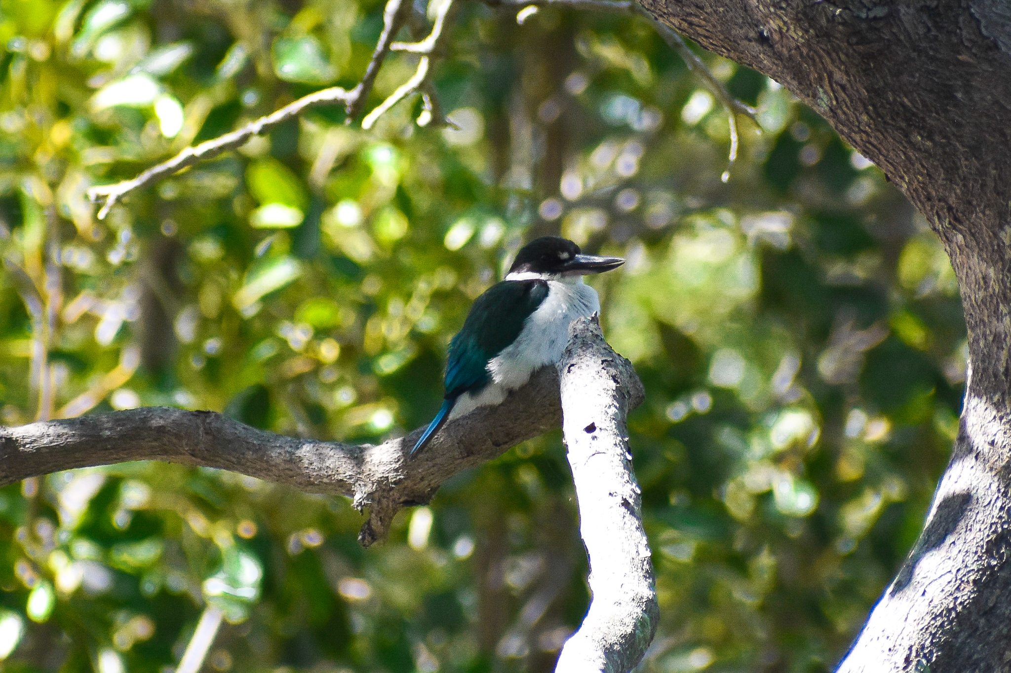 Torresian Kingfisher (Todiramphus sordidus)