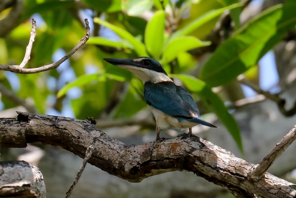 Torresian Kingfisher