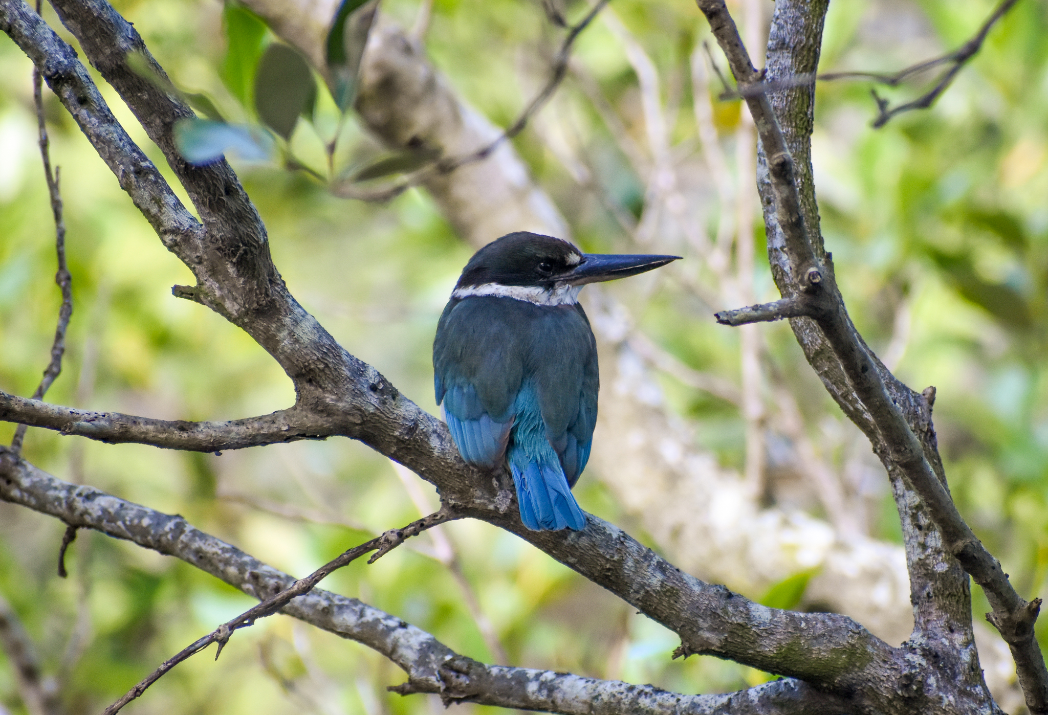 Torresian Kingfisher
